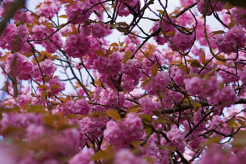 Blüte einer Kirschenart ?