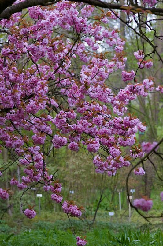 Baumblüte im Frühjahr