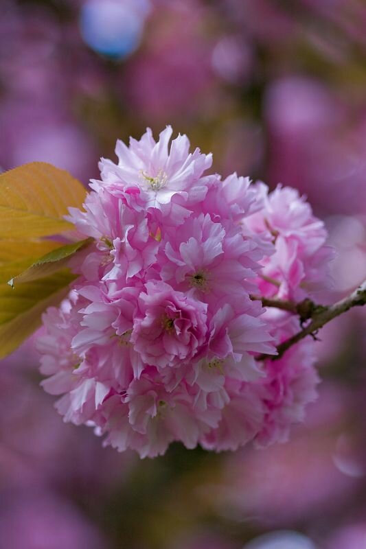 Frühlingsblüten