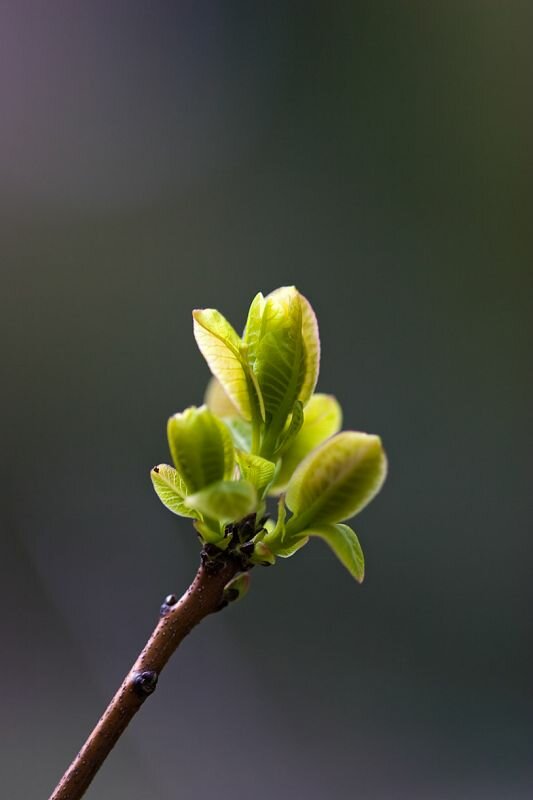 Blattknospen im Frühling