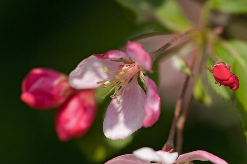 eine japanische Apfelblüte