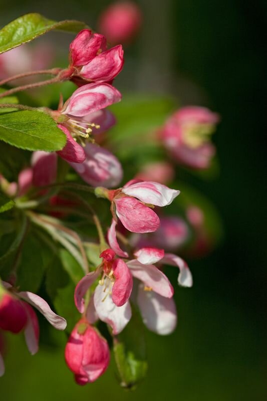 eine Apfelblüte