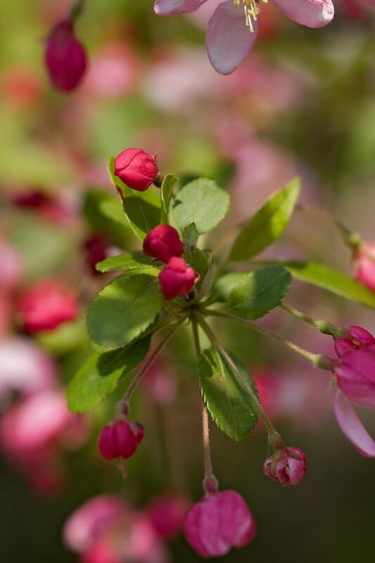 Blüte eines japanischen Apfelbaumes