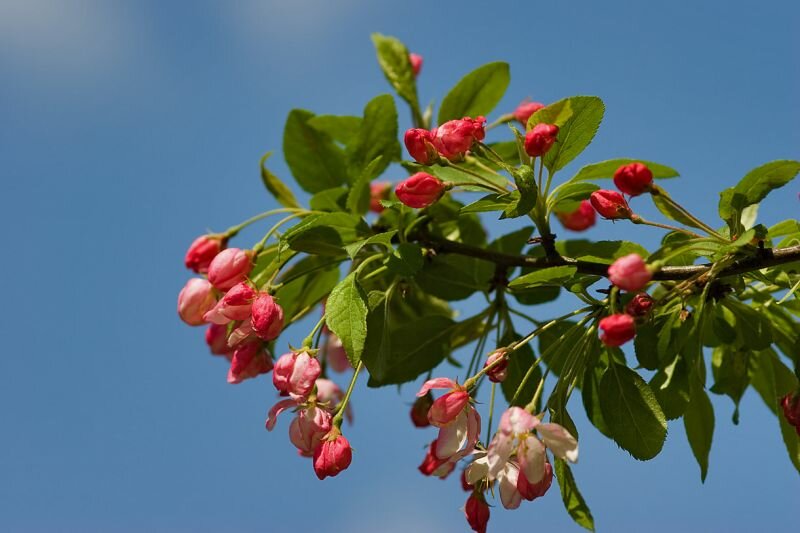 blühender japanischer Apfelbaum