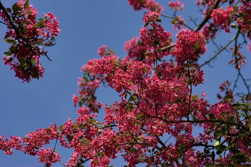 Baumblüte im Botanischen Garten