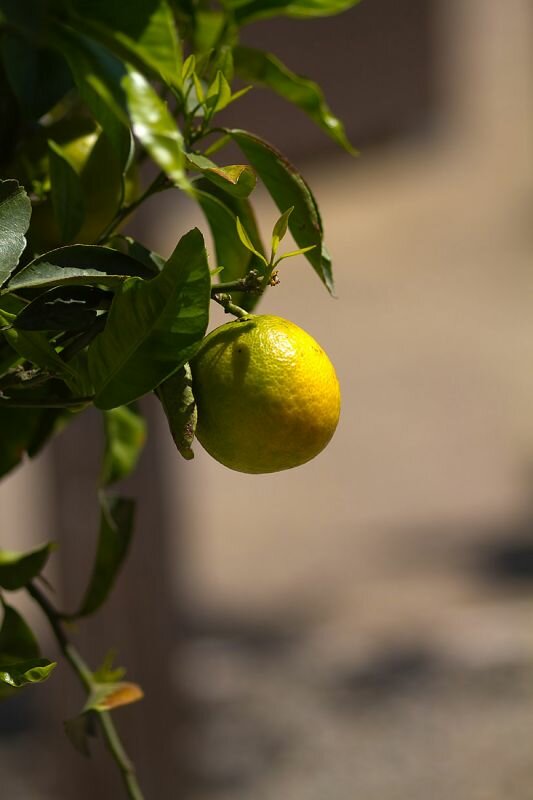 Ein Citrusbäumchen