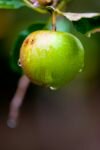 024-ein-Apfel-nach-dem-Regen.jpg