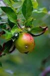 025-ein-Apfel.jpg