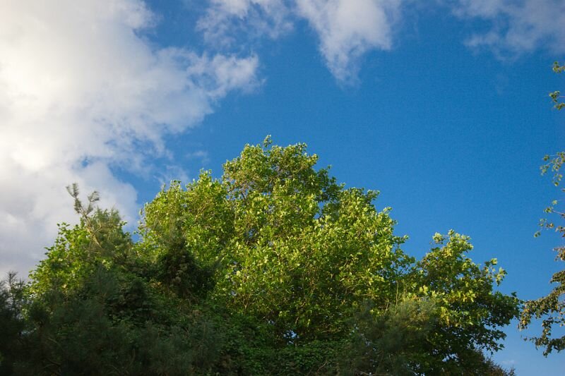 Bäume vor blauem Himmel