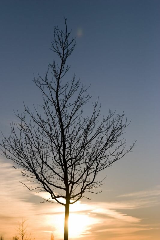 Baum in winterlicher Abendsonne