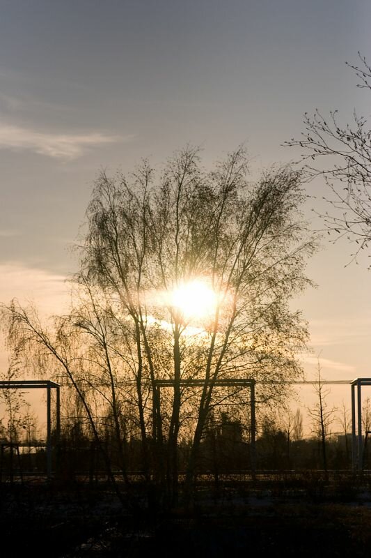 eine kleine Birke bei untergehender Sonne