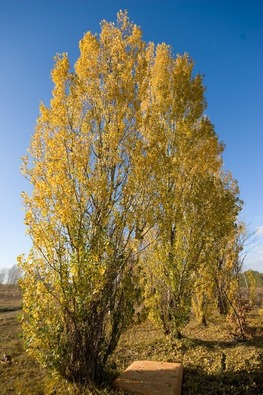 Pappeln mit Herbstlaub