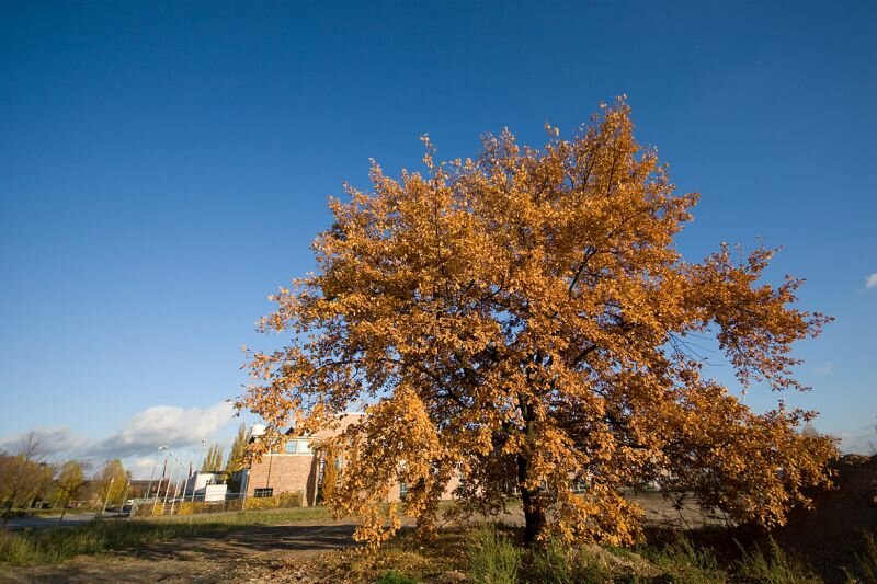 eine Eiche mit Herbstlaub