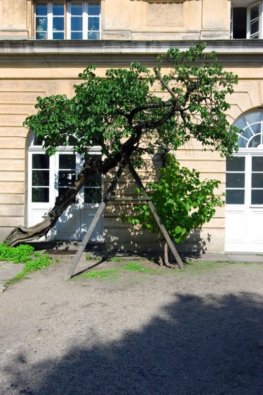 Der kleine Baum muss gestützt werden