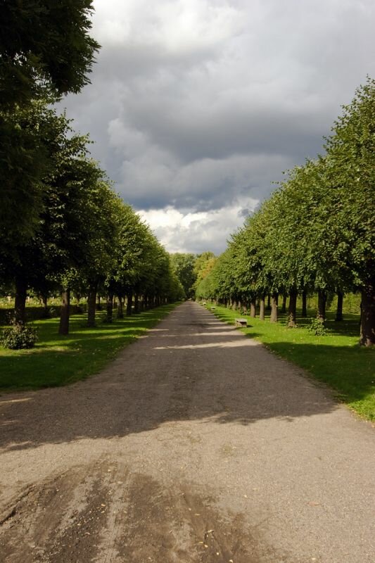 kleine Baumreihe in einem Park