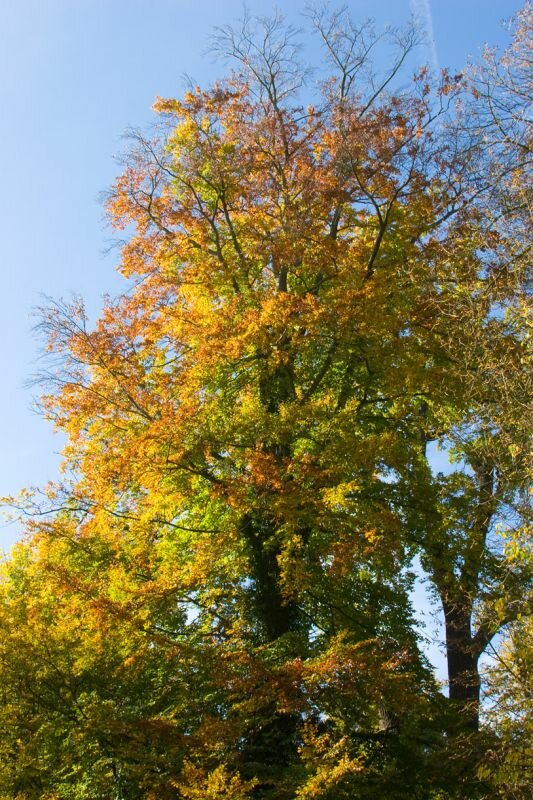 ein Baum mit Herbstlaub