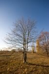 008-Baum-ohne-Blaetter-im-Herbst.jpg