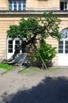 011-Der-kleine-Baum-muss-gestuetzt-werden.jpg