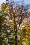 015-ein-Baum-im-Herbst.jpg