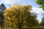 021-ein-Baum-im-Herbst.jpg