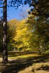 022-ein-Baum-mit-Herbstlaub.jpg