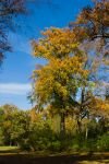 023-ein-Baum-mit-Herbstlaub.jpg