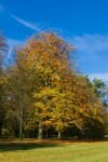 025-ein-Baum-mit-Herbstlaub.jpg