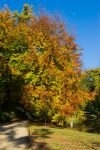 029-ein-Baum-mit-bunten-Blaettern-im-Herbst.jpg