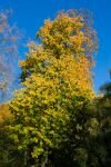 030-ein-Baum-im-Herbst.jpg