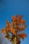 031-ein-Baum-im-Herbst.jpg