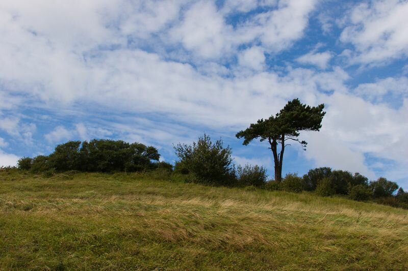 Baum auf einem Hügel