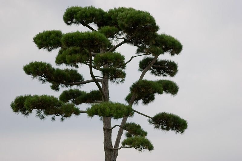 ein seltsam geformter Baum