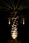 003-eine-Palme-bei-Nacht-von-Licht-angestrahlt.jpg