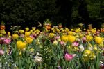 ein Beet mit vielen verschiedenen Blumen