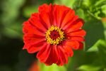 Pflanzenmakro (eine Zinnienart)