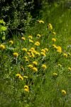 eine Wiese mit Löwenzahn