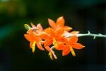 eine Orchideenblüte Orange