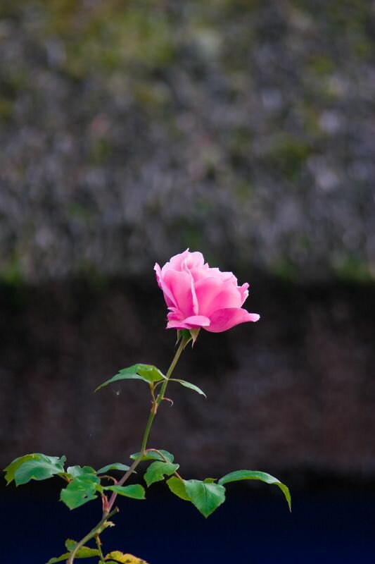 eine pinkfarbene Rose