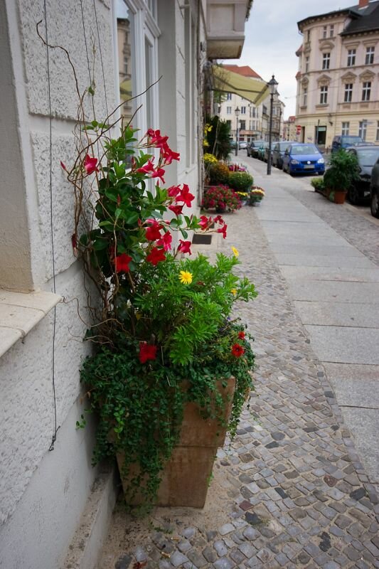 verschiedene Blumen in einem Blumentopf