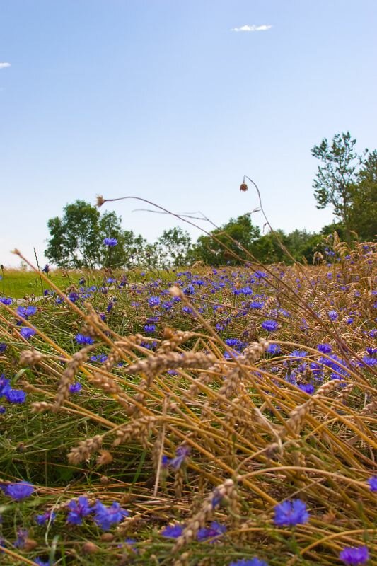 ein Kornfeld