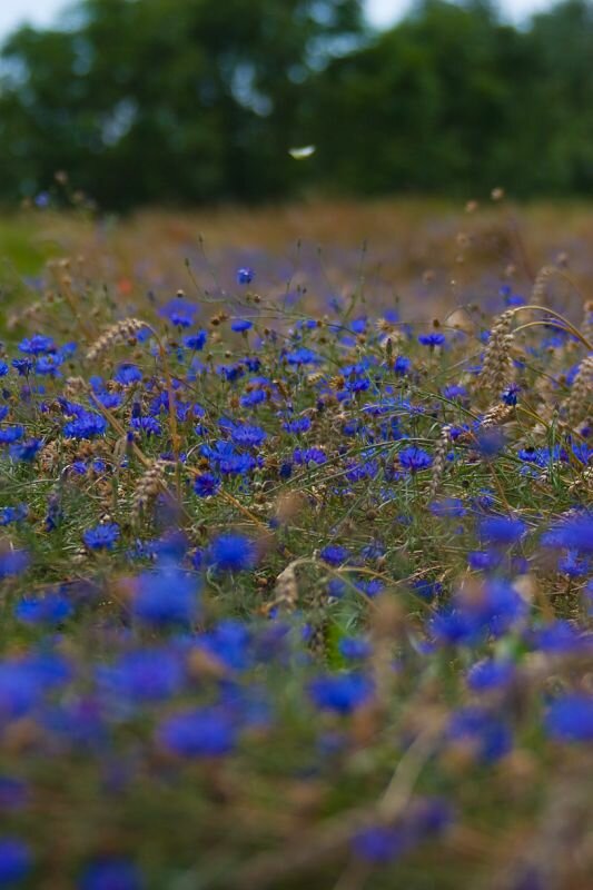 ein Kornfeld mit Kornblumen