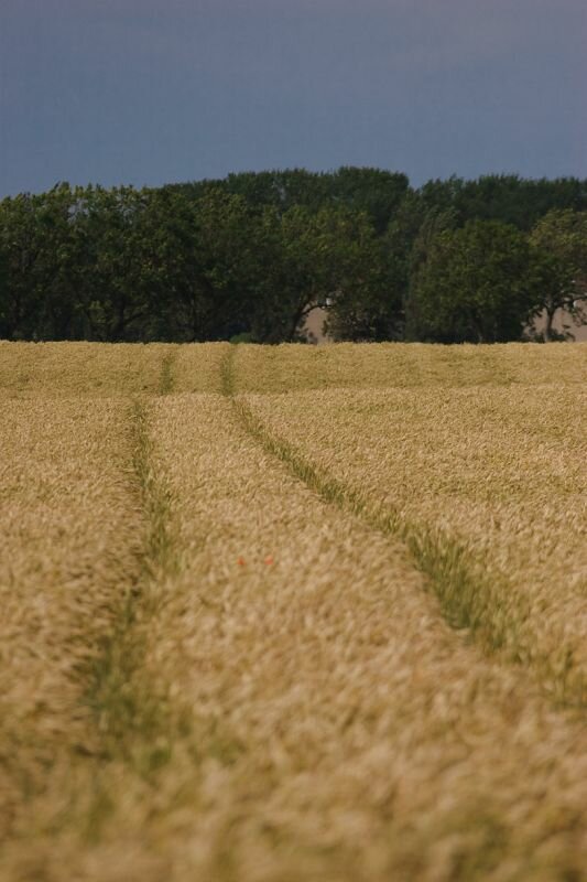 ein Feld mit Traktorspuren