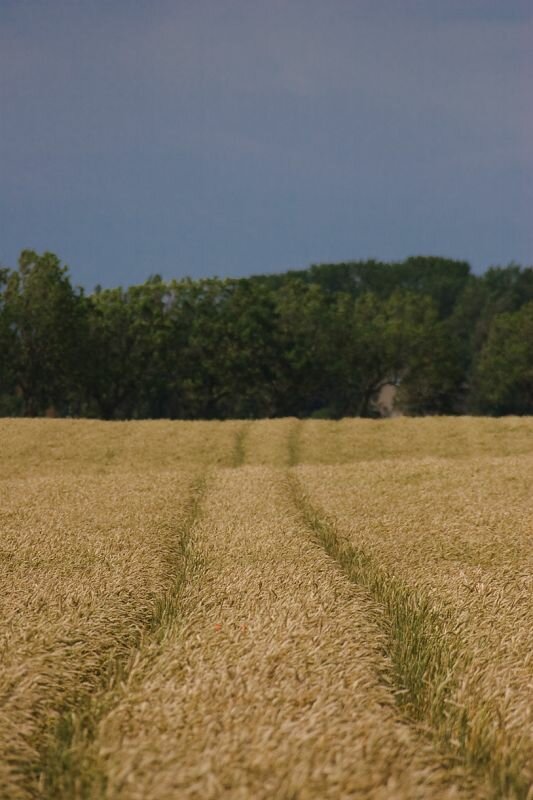 ein Feld mit Traktorspuren