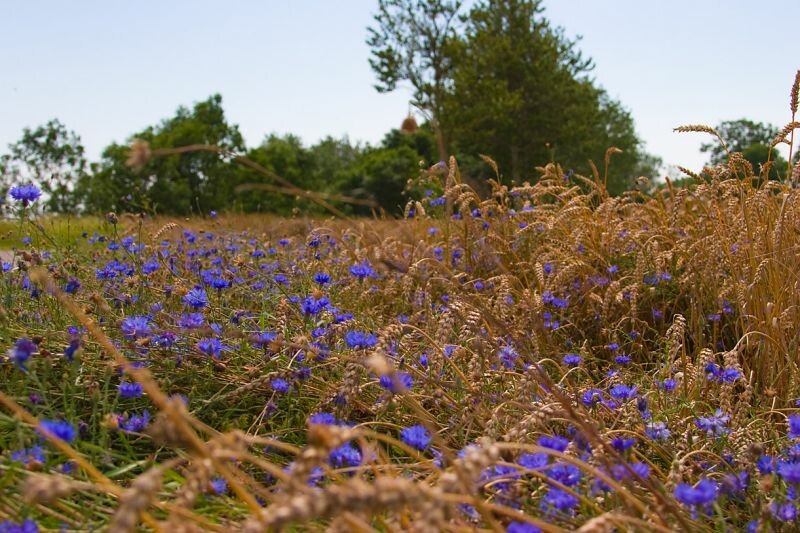 Kornbblumen in einem Feld