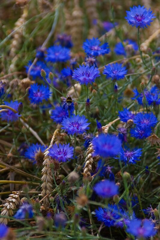 Kornblumen im Feld