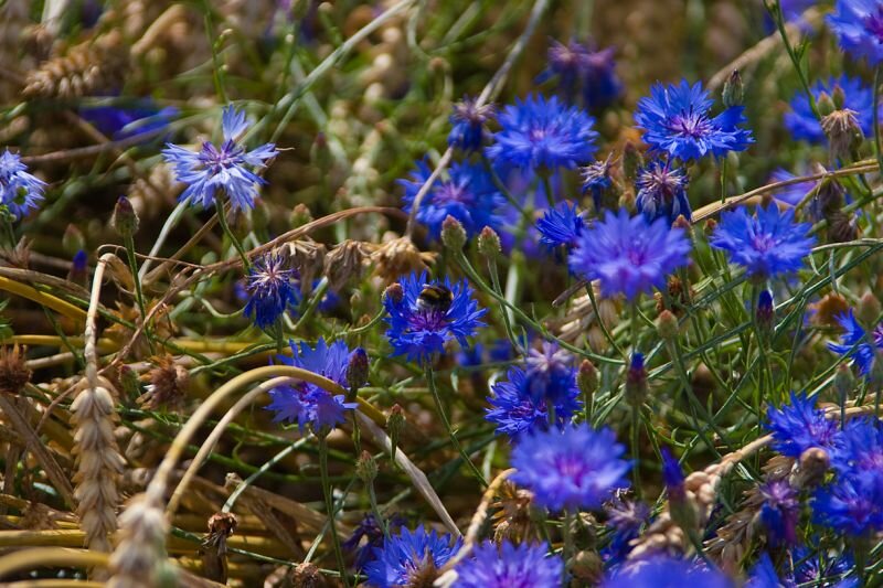 Kornblumen im Feld