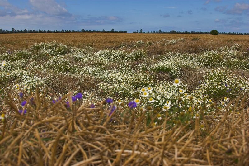 ein Rapsfeld