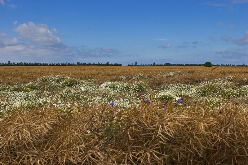 ein Rapsfeld