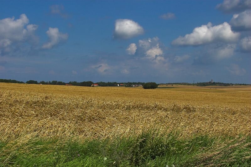 Getreidefeld im Sommer