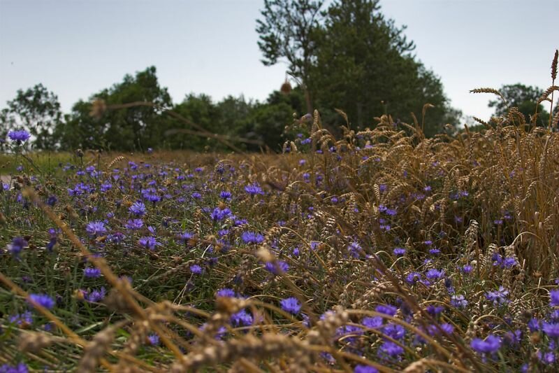 ein Getreidefeld mit Kornblumen